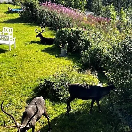 Koselig Leilighet Med Utsikt Appartement
